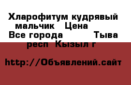 Хларофитум кудрявый мальчик › Цена ­ 30 - Все города  »    . Тыва респ.,Кызыл г.